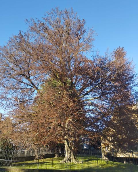 Faggio rosso dell' Assunzione