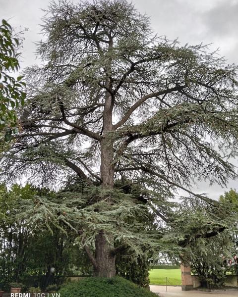 Il cedro di Villa Tomerello