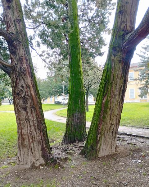 Calocedri di Villa Calvi