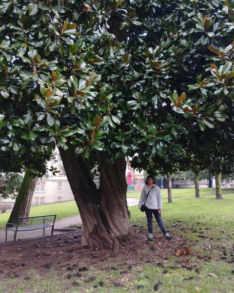 Magnolia bicormica Villa Calvi