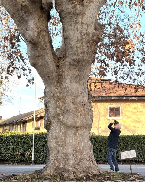Platano di viale Milano