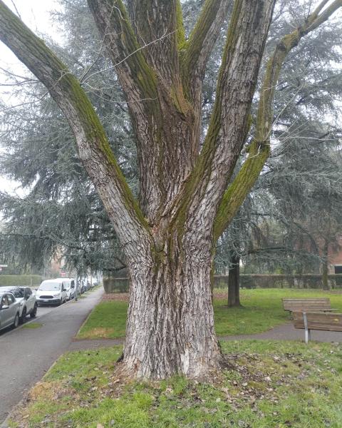 Pioppo di Via Rossini