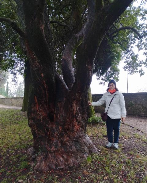 Corbezzolo della Rocca