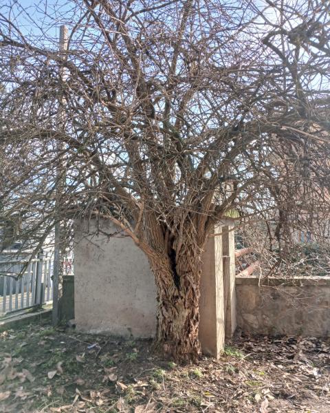 Sambuco di viale Diaz