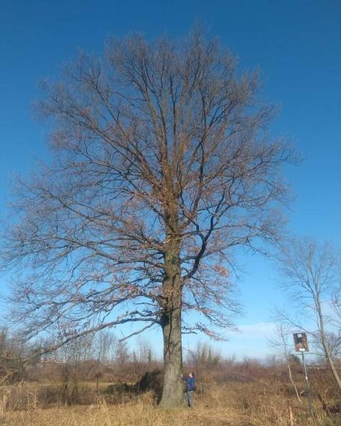 La Quercia del Meredo