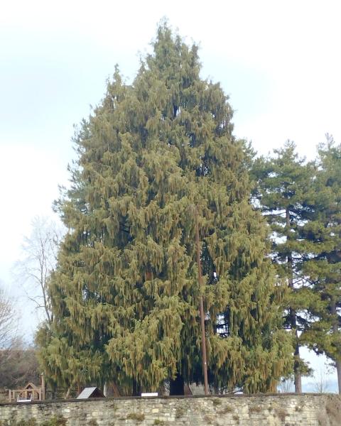 Cipresso del Cashmere del Baluardo di Sant' Agostino