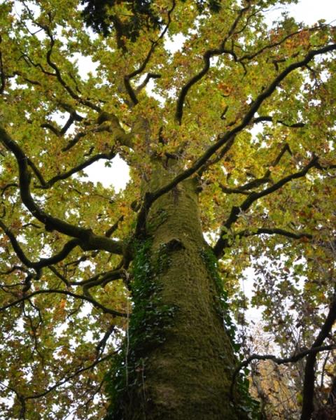 Farnia di Villa Braila