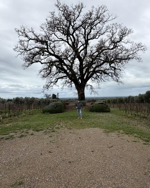 Quercia di Bellaria o dell'Ornellaia