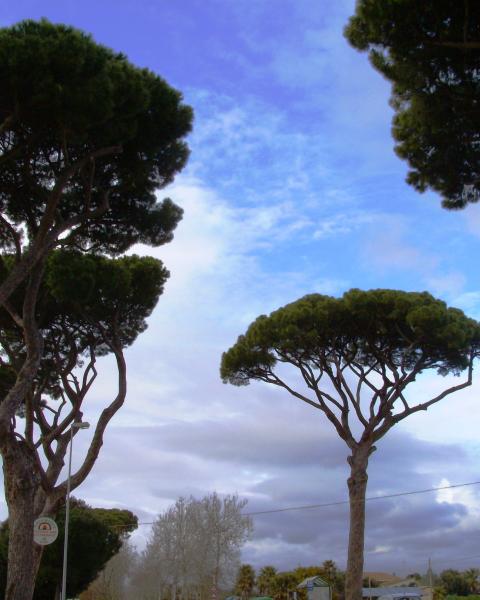 Pini dell'Aurelia