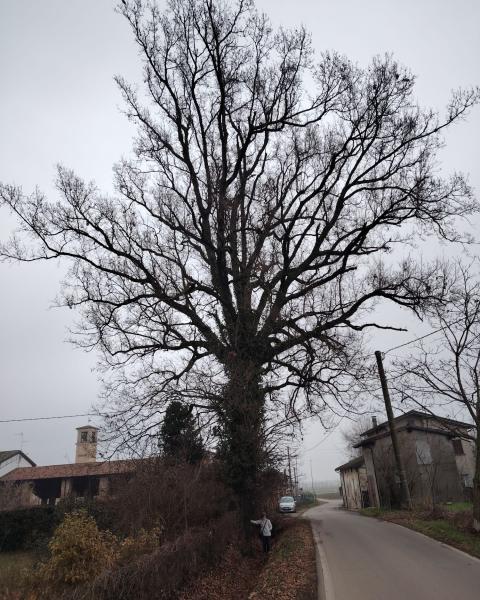 Farnia del Castello di Altoè