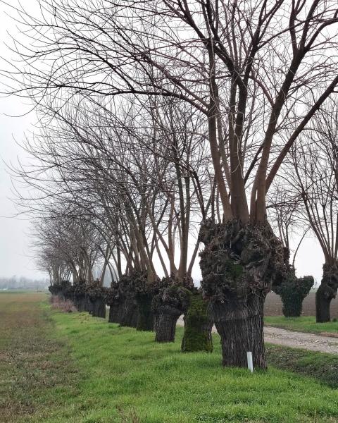 Filare di Gelsi di Altoè