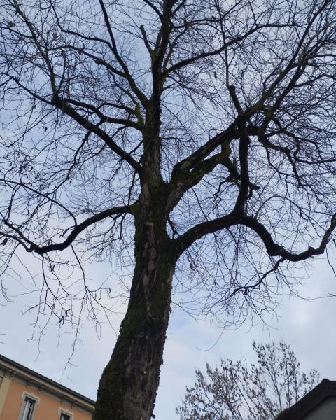 Spino di Giuda Riva Villanta