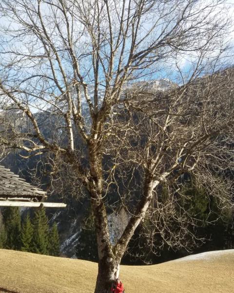 Foto Giovanni Morelli