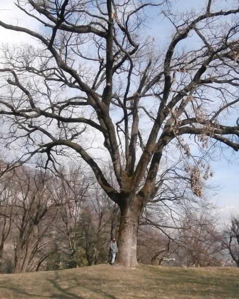 Rovere del Parco del Roccolo