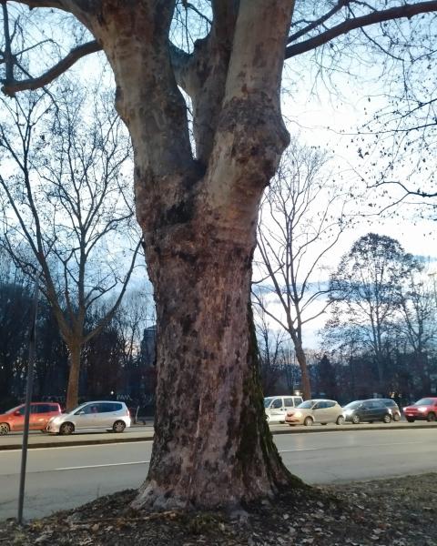 Platano #2 Corso Novara