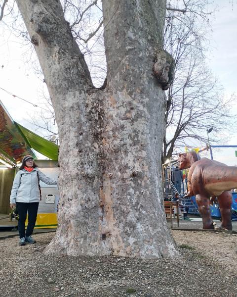 Platano delle Giostre