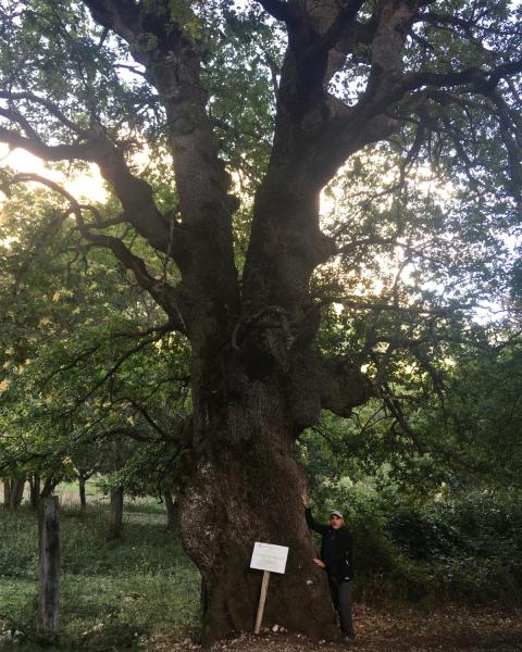 Roverella di Santa Maria di Porclaneta