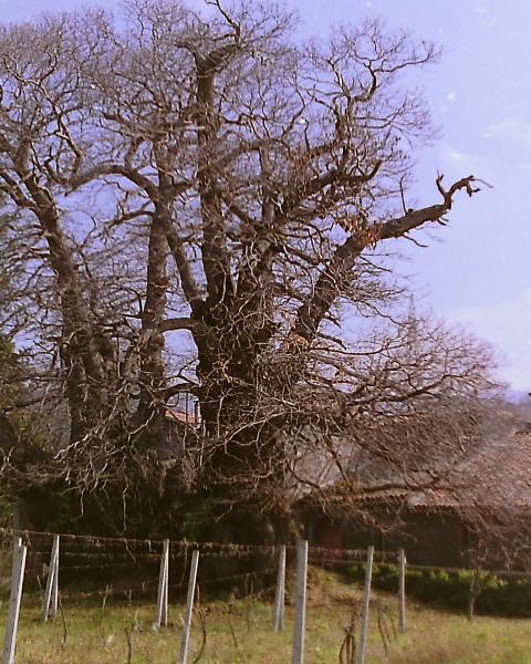 Foto scannerizzata da negativo di diversi anni fa, non è del 2011