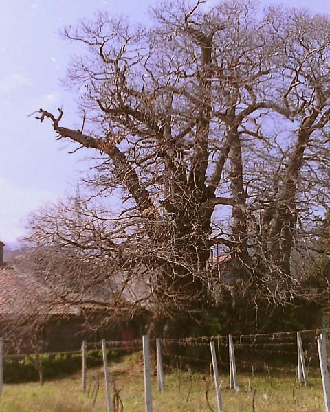 Foto scannerizzata da negativo di diversi anni fa, non è del 2011
