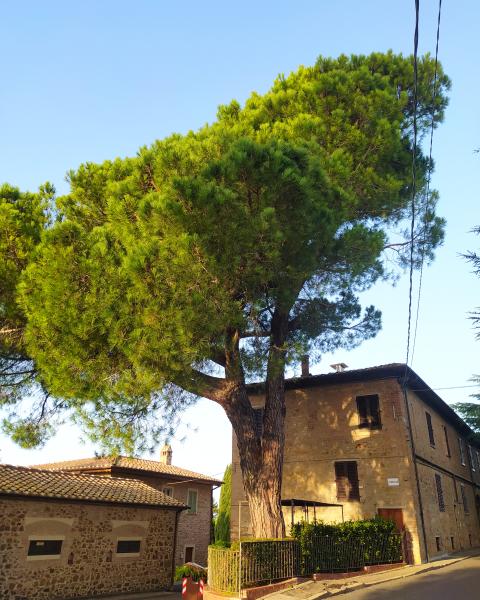 Il pino di San Vivaldo