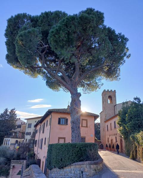 Il pino di Castelfalfi