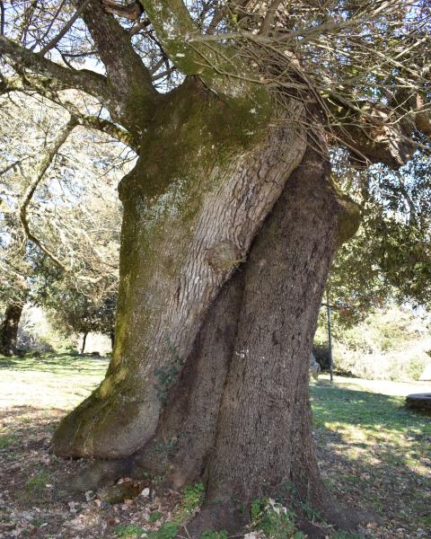 Il tronco più chiaro è la poverella, quello più scuro il leccio.