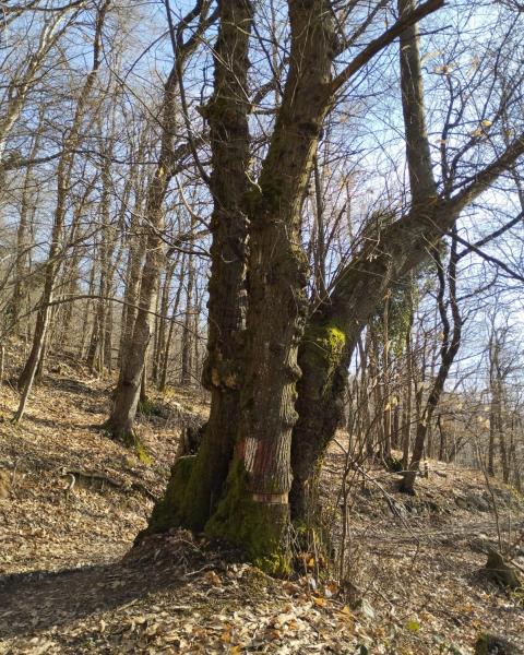 Castagno dei cerchiaggi