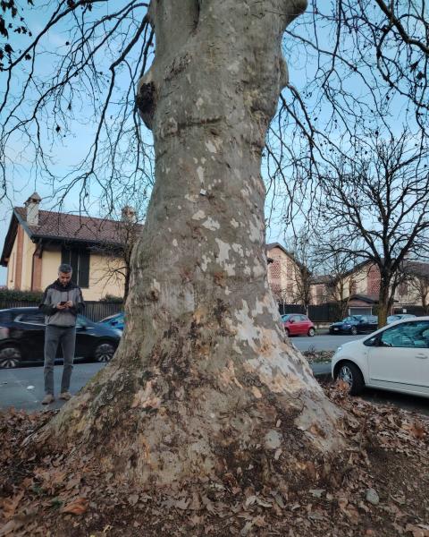 Platani Gemelli di Zivido