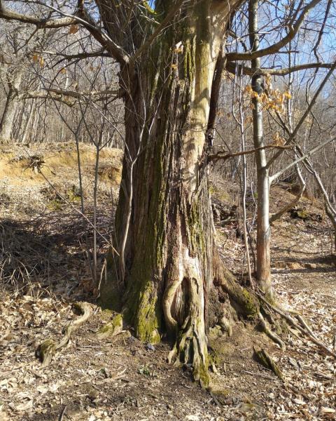 Castagno sulla Pozza dei Cinghiali