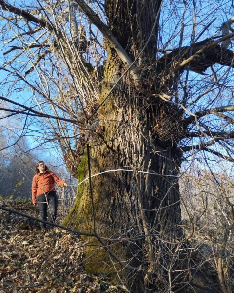 Castagno della Faidana