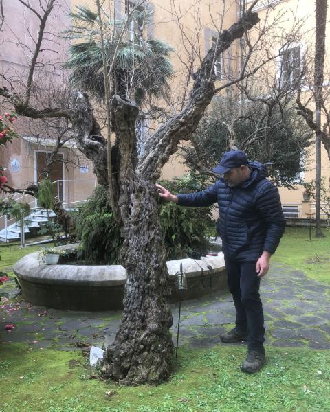 Melograni della Scala Santa