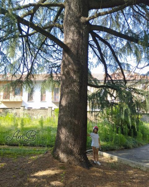 Cedro del centro anziani
