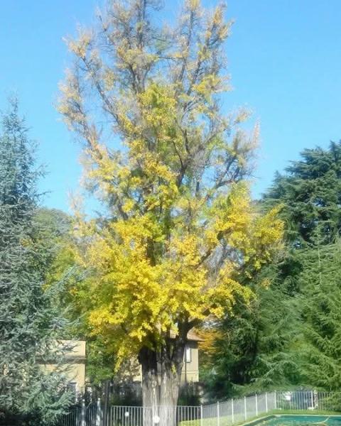 Ginkgo di Villa Andromeda