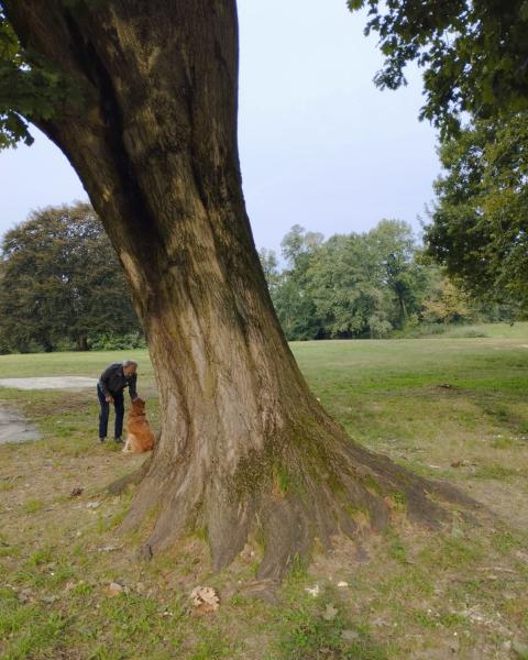 Quercia rossa del Parco Borromeo
