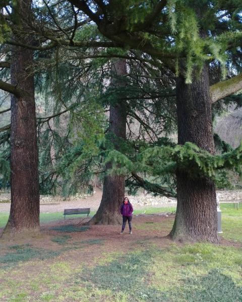 Il Cedro a dx 412,il centrale 388;a sx non rilevato