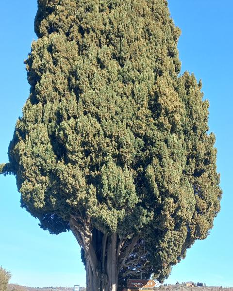 Cipresso bivio di Frignano