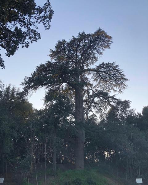 foto Pietro Salvatori