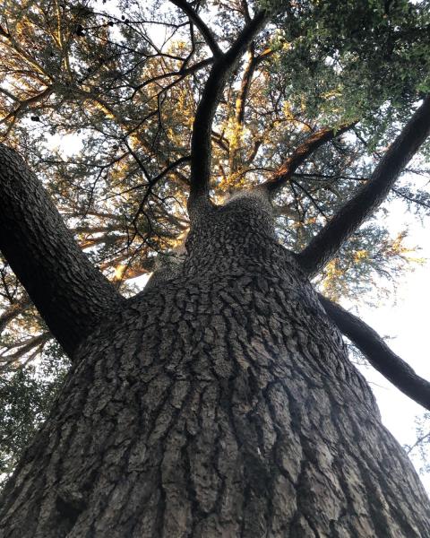 foto Pietro Salvatori