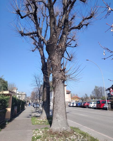I Tigli di Via dei Mille