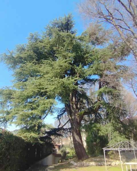 Cedro di Ospitaletto