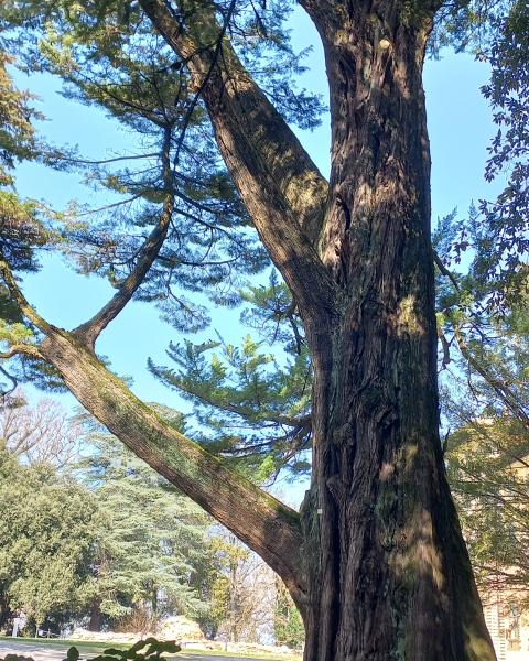 Cipresso Monterey Montesca