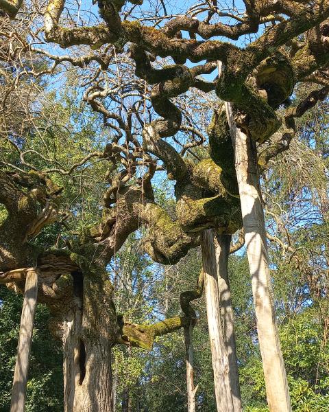 Sofora villa Montesca