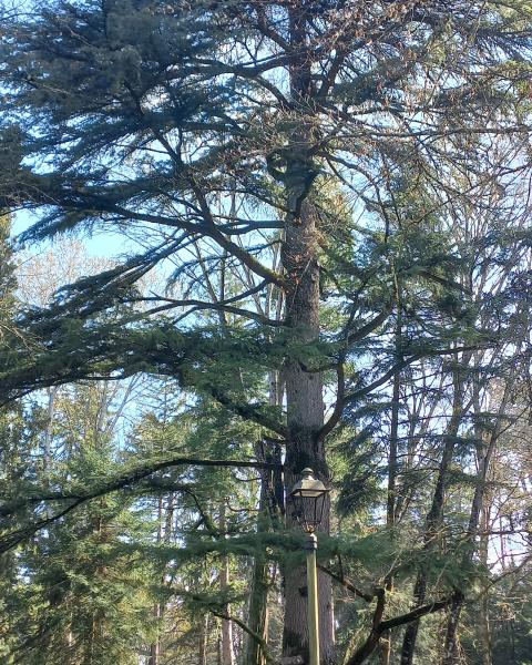 Cedro di villa Montesca