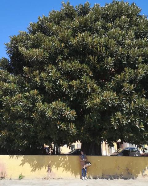 Foto di Nico Romeo,Unique trees