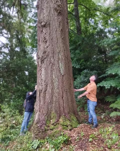 La prima douglasia italiana
