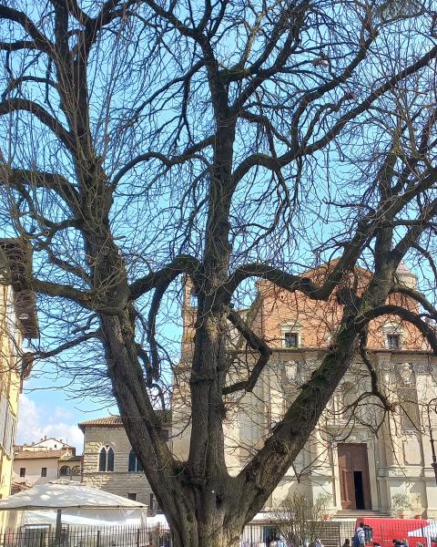 Ippocastano di piazza Gabriotti