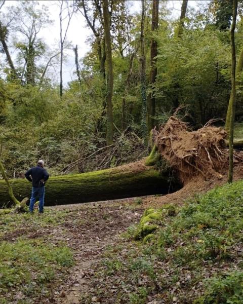 Rovere di Villa del Bosco
