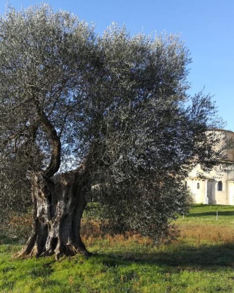 Olivo sant'Antimo 1