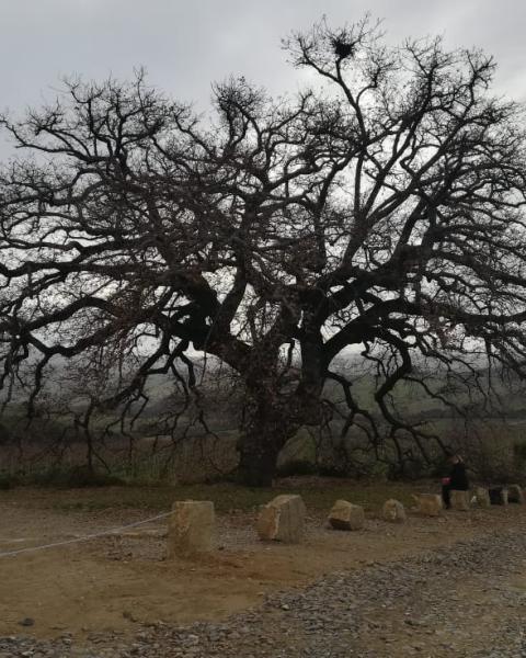 Roverella di Col d'Orcia