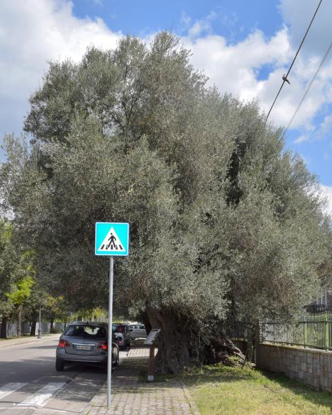 L'olivo di Pardierru